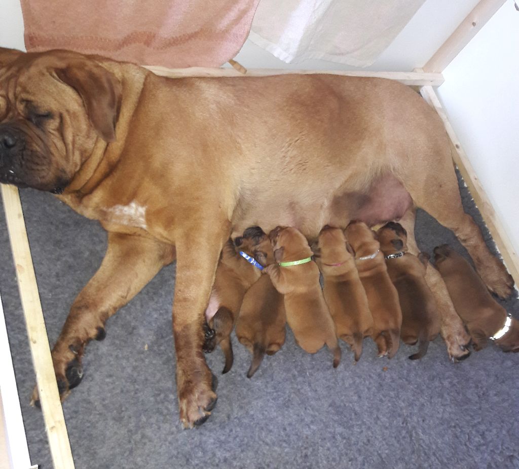 Des Legendes De Newver - Dogue de Bordeaux - Portée née le 29/07/2018