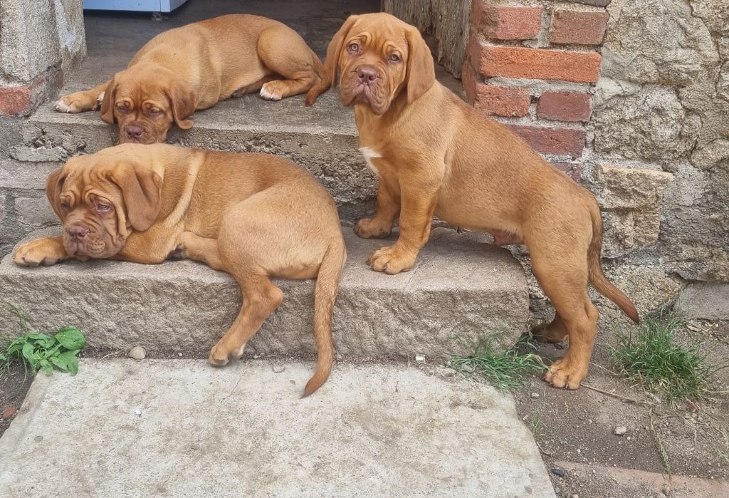 Des Legendes De Newver - Dogue de Bordeaux - Portée née le 31/03/2023