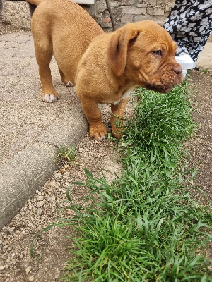 CHIOT 4