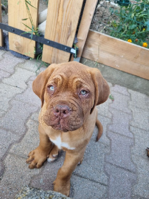 CHIOT 3