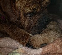 CHIOT